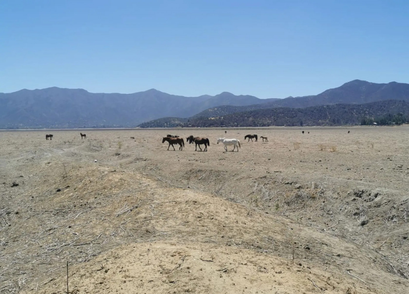 Horses graze on the former Lake Aculeo southwest of Santiago, Chile, in January 2021. The lake completely dried up in May 2018 due to drought, overpumping of groundwater, rapid population growth and agricultural as well as urban diversions. It serves as a cautionary tale for the dwindling Great Salt Lake.Will Munger